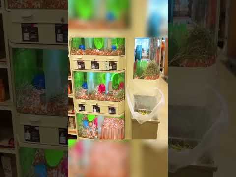 menguji kemampuan seekor hamster 🐹🐹 #eksperimen #hewan #hamster #shortvideo