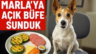 MARLAYA AÇIK BÜFE! (Jack russell ne yer?)