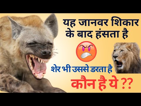 Know About Hyena 😮 | Most Dangerous animal 😡 | ख़तरनाक जानवर 🐯🦁#animals