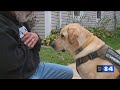 Service Dogs: A Lifeline for Veterans with PTSD