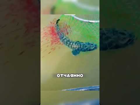 РЫБАК, ЗАСЛУЖИВАЮЩИЙ УВАЖЕНИЯ 🤯💪