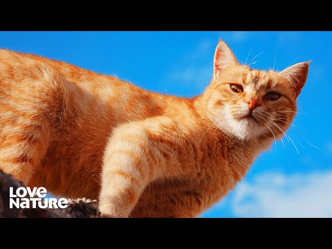 Domestic Cat Goes Feral During Mating Season | My Wild Cats 102