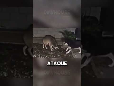 COYOTE INVADIU QUINTAL E FOI RECEBIDO POR CACHORRO NUTELLA