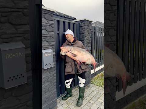 Рыбак вернулся домой. Рыбалка. #рыбалка #shorts