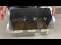 Isopod Habitat Preferences and Experiments