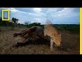Wildlife Photography and Conservation Insights