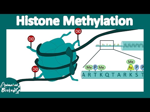 Histone methylation | Histone modification | Gene expression regulation