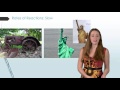 Chemical Kinetics and Reaction Rates