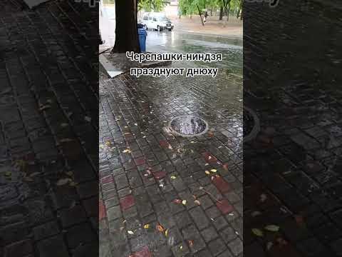 У черепах вечеринка