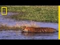 Tiger's Strategy for Prey Retrieval