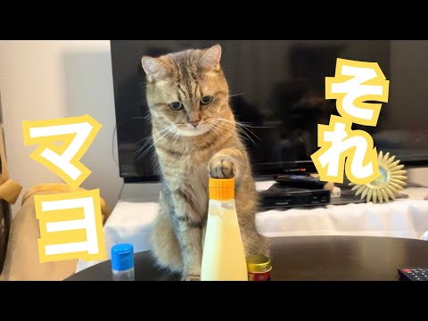 マヨネーズを押す猫が意味不明でかわいい…