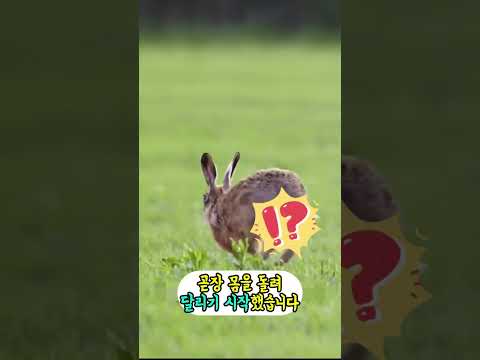 토끼 엄마가 오열하며 새끼에게 밥을 준 이유