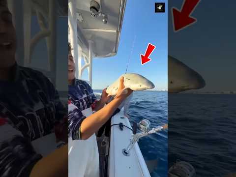 Never Catch A Baby Shark.  #shorts