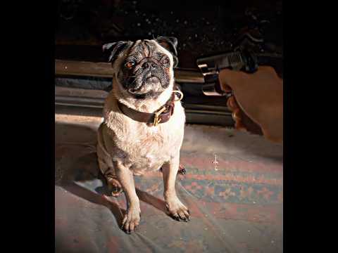 Ему приказали убить его собаку — вместо этого он сделал это…