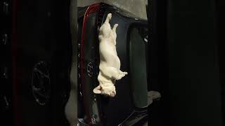 my dog is so chill he can fall asleep on my trunk