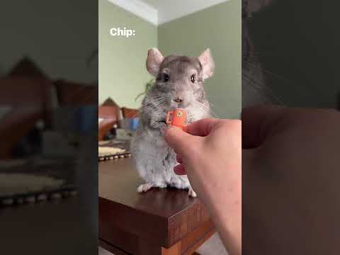 Who knew they made them chinchilla sized? #chinchilla #stanleycup #cute #mini