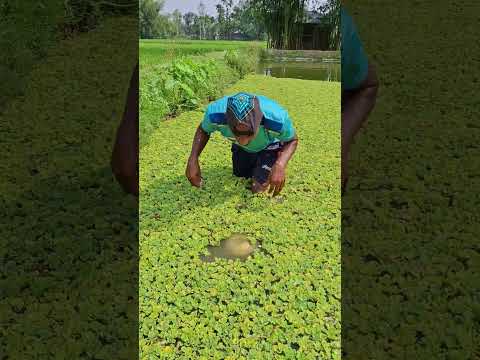 While fishing, the gold pot floated.