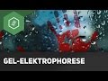gelelektrophorese-funktionsweise-dna-analyse/