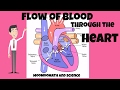 Understanding Blood Flow Through the Heart