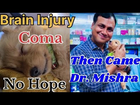 “He Was Dying in Front of Me… But This Puppy Wanted to Live!”