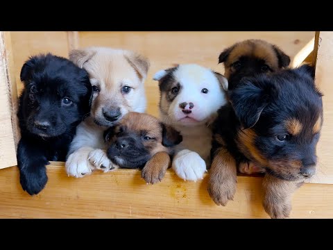 Setting My 7 Rescue Puppies Free!