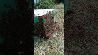Swarm added to the apiary
