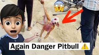 Another Danger Blind PITBULL 😓