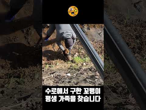 수로에서 구한 꼬맹이 평생 가족을 찾습니다 #shorts