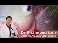 Fish Fin Health and Maintenance