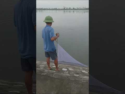 Chài cá quê #fishing