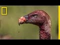 Vulture Conservation and Challenges