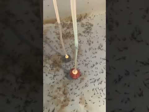 จังหวะนี้ไม่พลาด อ้าววว พลาดจนได้ #กบ #frog #africanbullfrog #shortvideo