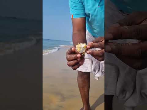 ஆமை நண்டு பார்த்திருக்கீங்களா?