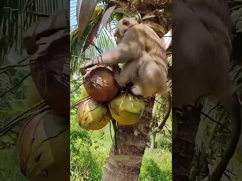 Monkey harvesting coconuts #viral #ytshorts #trending