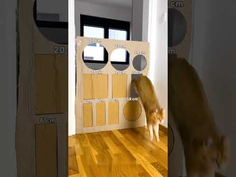 Funniest Cat Parkour Moments Ever! 🐾😂 #funnyshorts