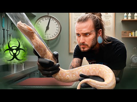 A DEADLY VIRUS could be in my SNAKE COLLECTION 😱 *TERRIFYING*