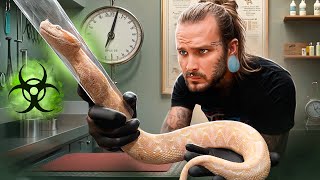 A DEADLY VIRUS could be in my SNAKE COLLECTION 😱 *TERRIFYING*