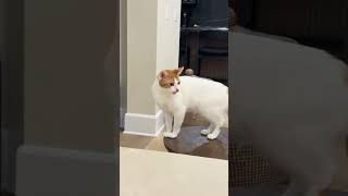 Don’t mess with Princess! #funny #love #youtubeshorts #youtube #family #viral
