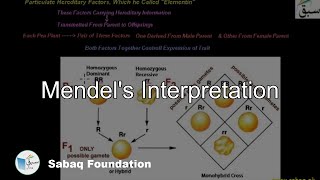 Mendel's Interpretation