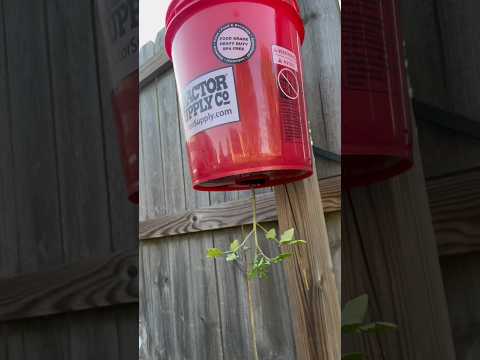 How to grow UPSIDE DOWN Tomatoes #gardening #plants #howto