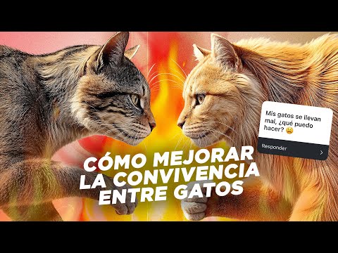 Cómo MEJORAR la RELACIÓN ENTRE GATOS 😾💥😼 que no se llevan bien | Casos reales de convivencia felina🏠