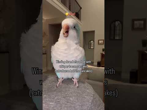 The last bacon 😂 #quakerparrot #rescue #birds #parrot #baconpancakes