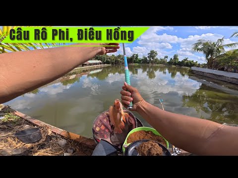 ✅ Câu cá Rô Phi, Điêu Hồng ở Long An | DUY FISHING SAI GON