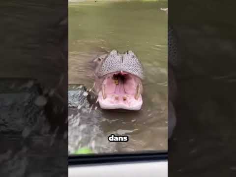 Elle tente de nourrir un hippopotame avec une pastèque !