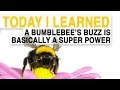 Bumblebee Pollination Techniques