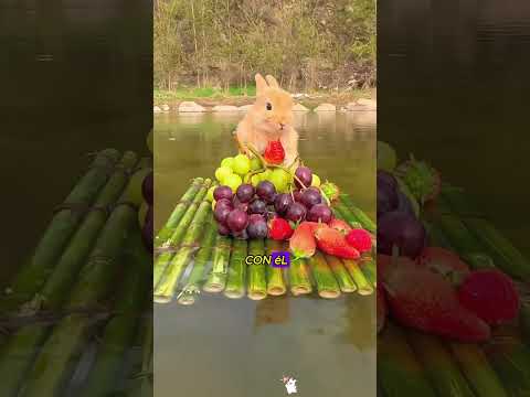 Rescatar un conejito #animals #story
