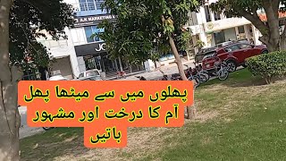 The famous fruit among fruits is the sweet mango tree | Mango Juice bhi maza wala Jungle Mango 