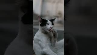 cat just relaxing 😎#cat #catlover #animals