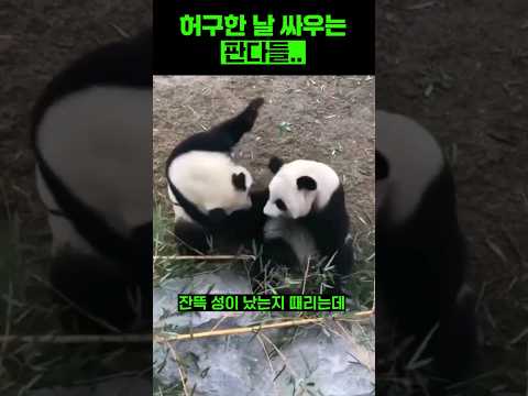 장난이 가득한 판다