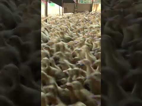 #shorts_Cho Vịt Con Đi Ăn - Duck Song TV